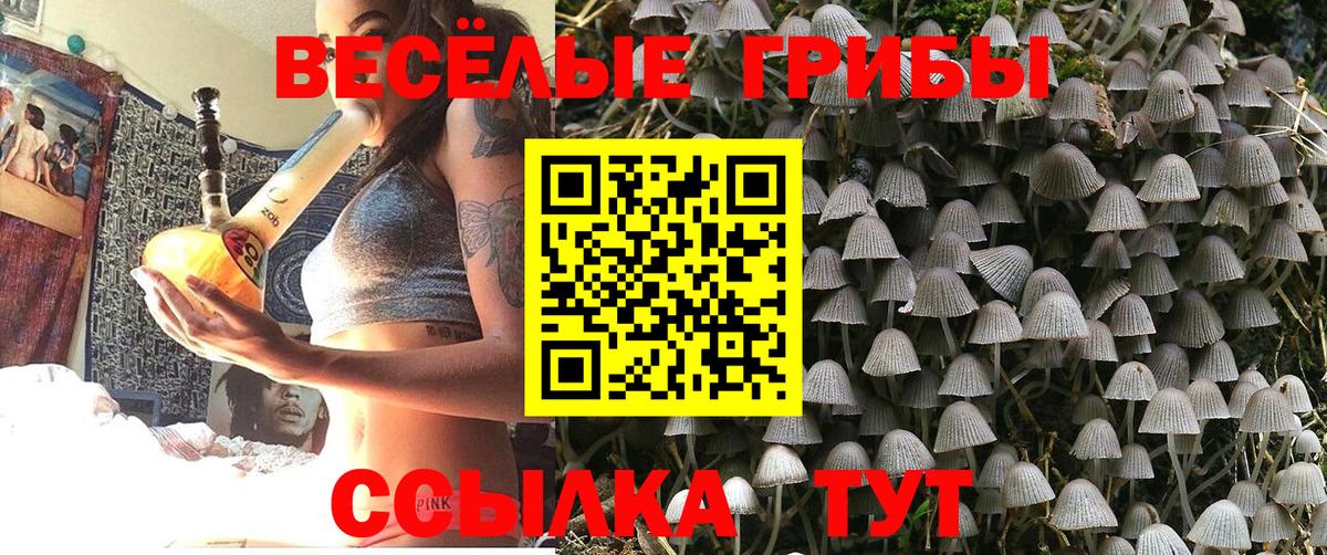 Кизилюрт  Галлюциногенные грибы Psilocybine cubensis  Вход с VPN 
